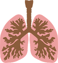 Lungs and Bronchus