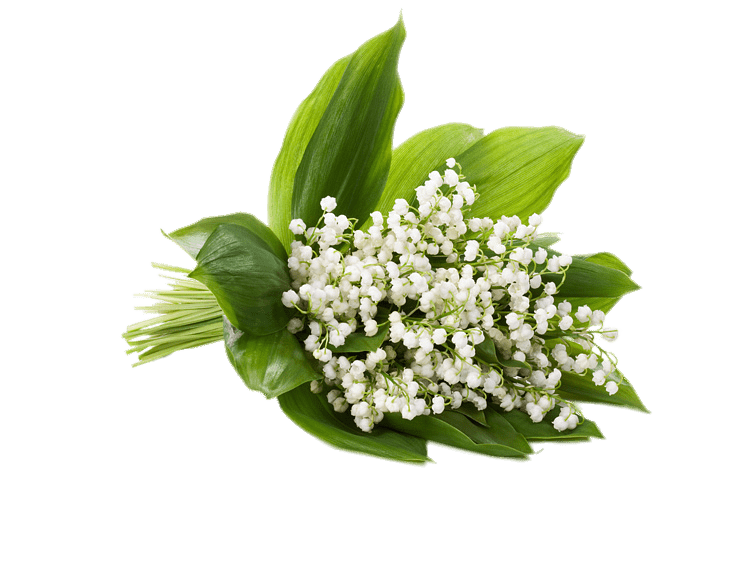 Fresh Lily of the Valley