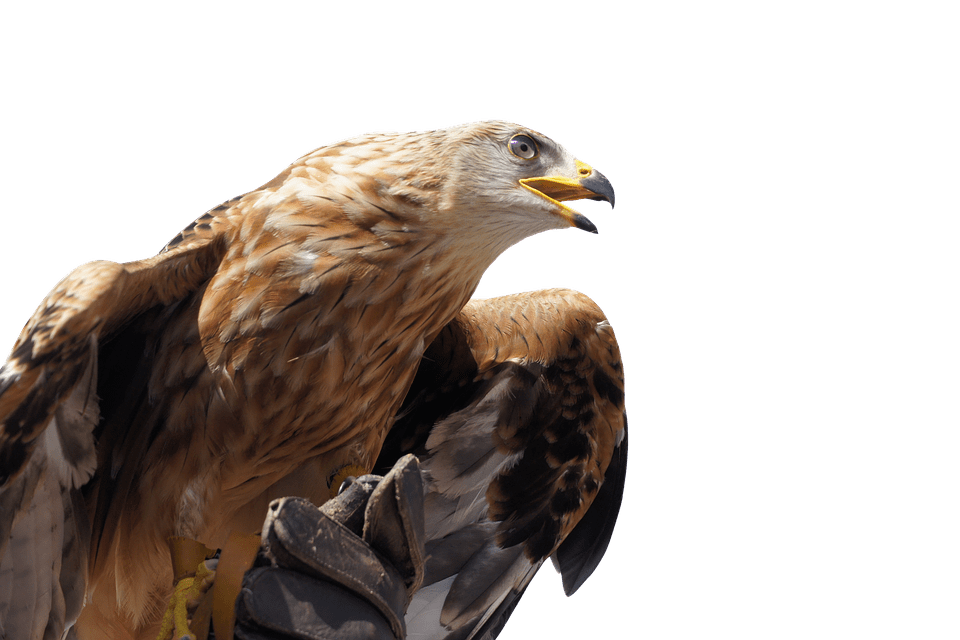 Golden Eagle