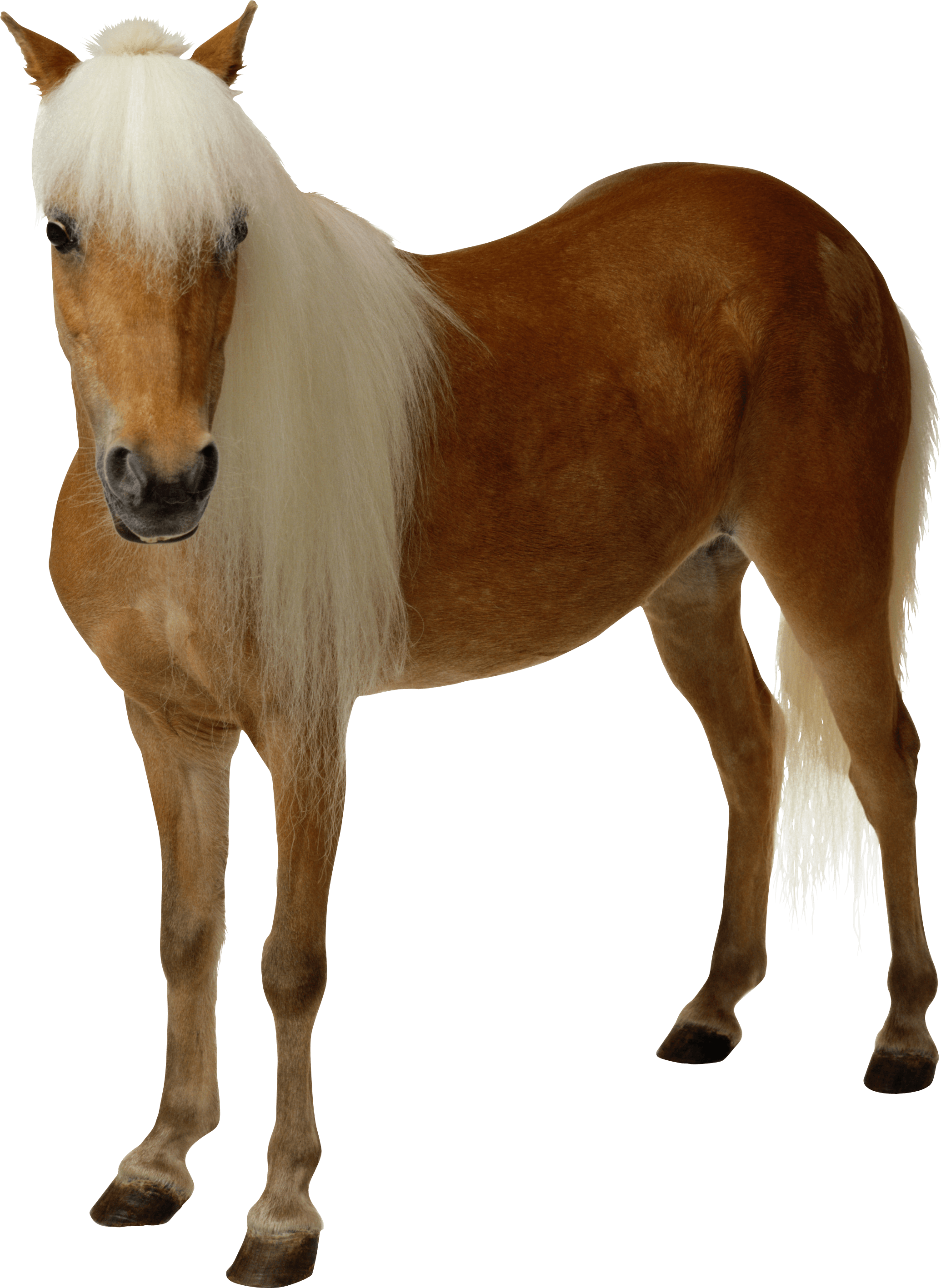 Light Brown Horse