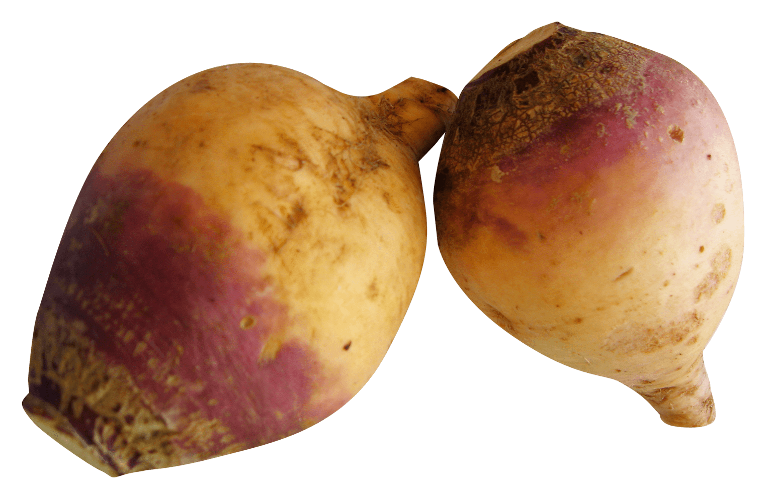 Rutabaga Turnip
