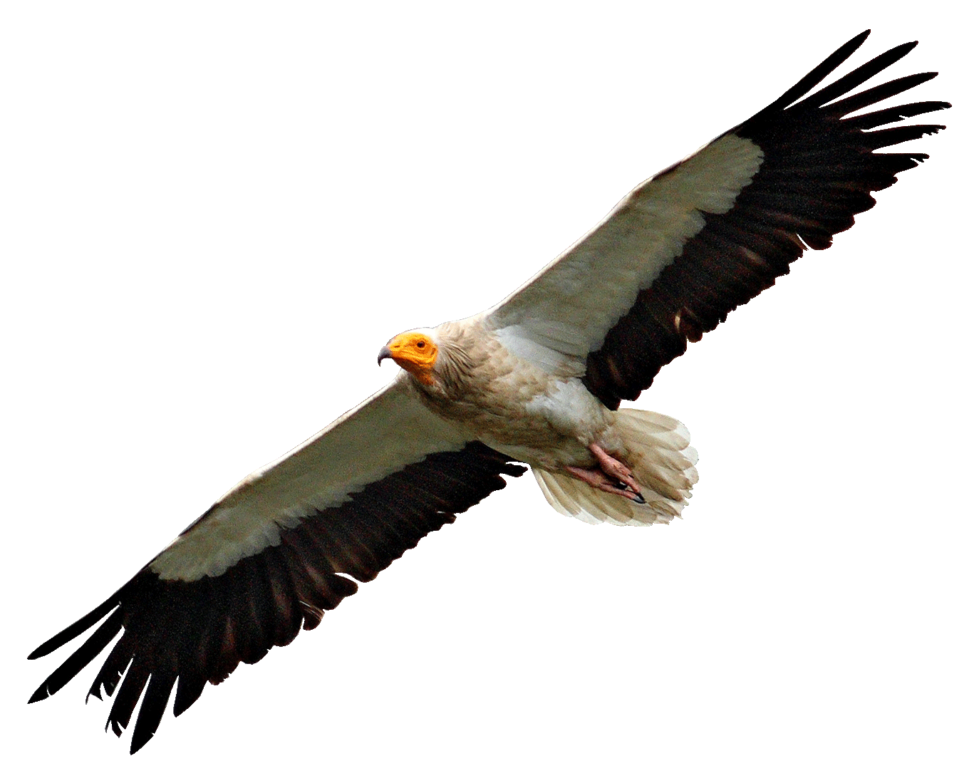 Egyptian Vulture Flying