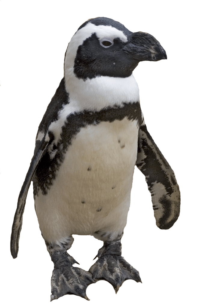 Small Penguin