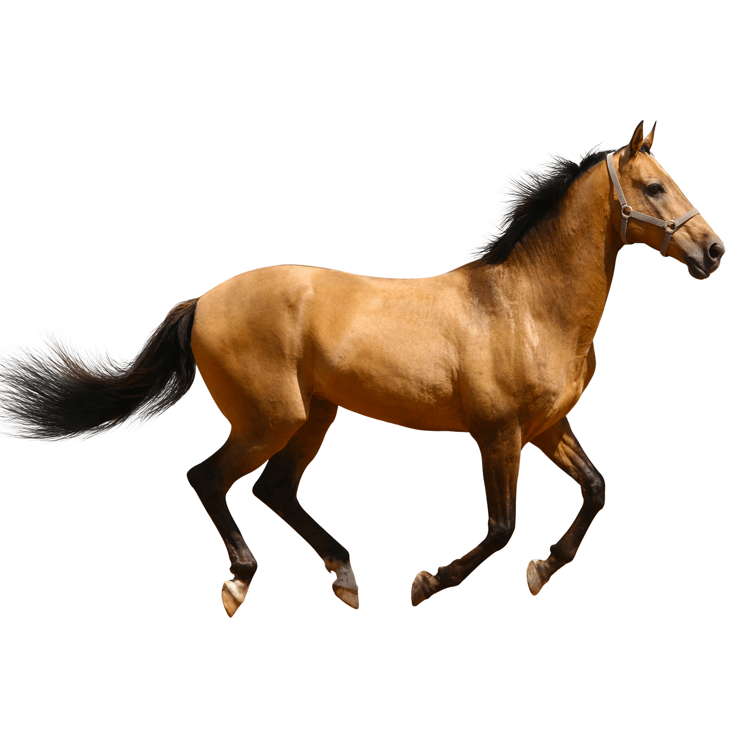 Horse Running Brown Sideview