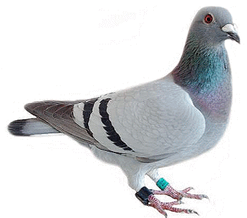 Pigeon Looking