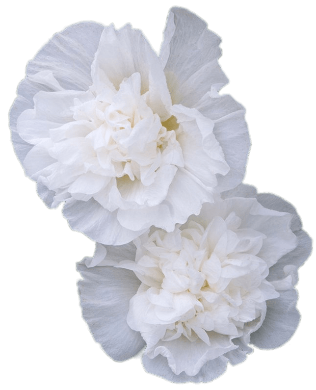 Double White Hollyhock Flowers