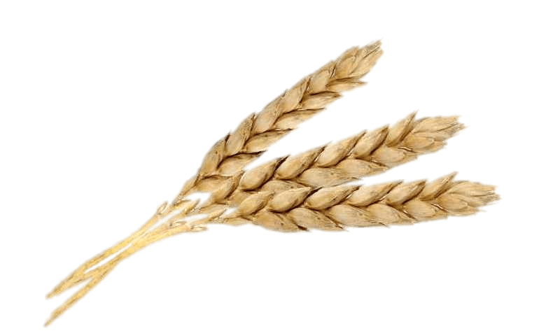 Three Wheat Spikes