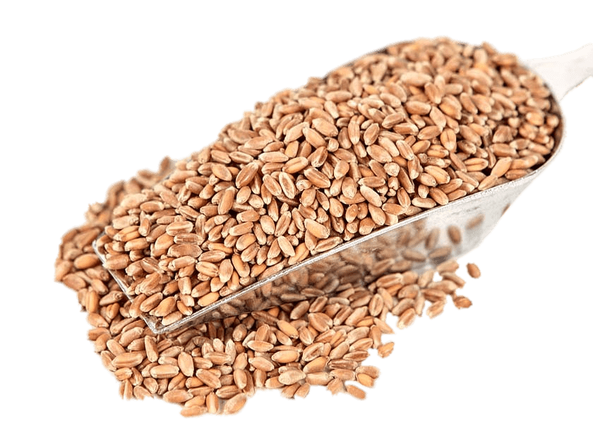 Red Wheat