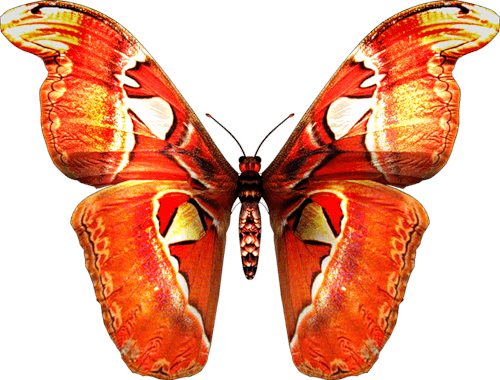 Red Orange Butterfly