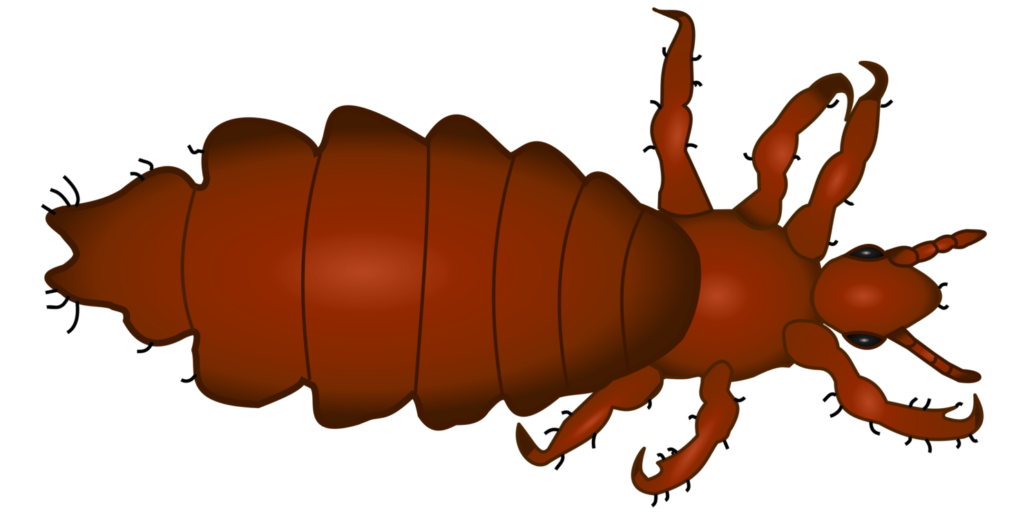 Louse Drawing