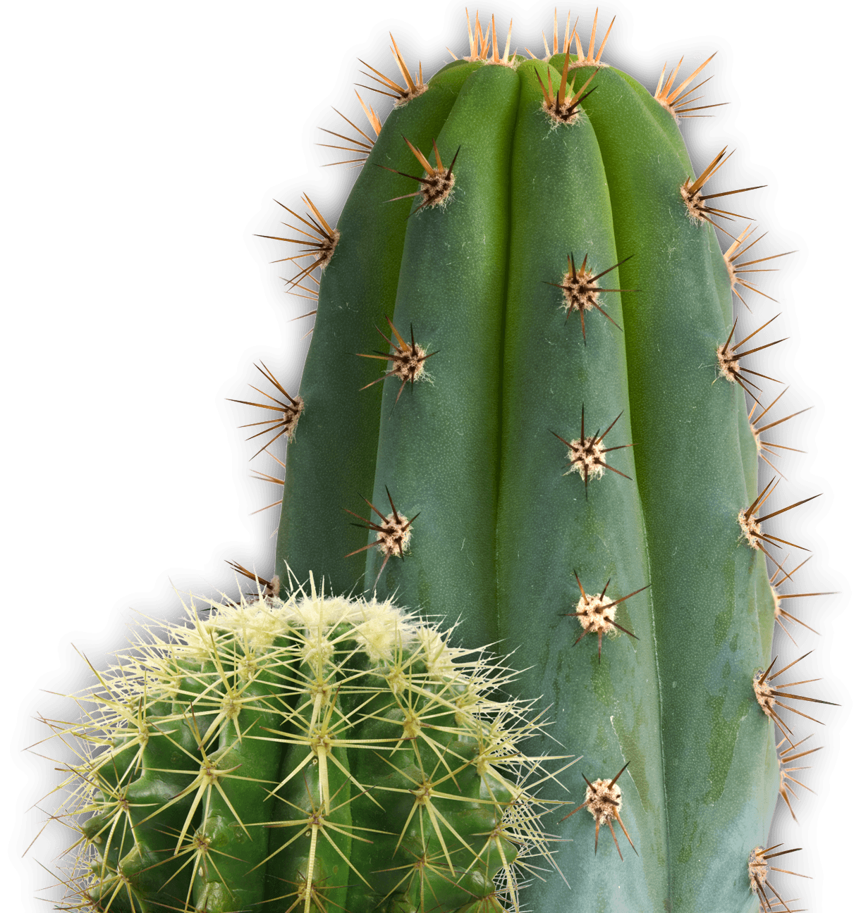 Small and Large Cactus