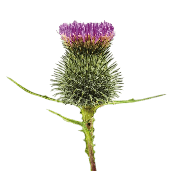 Blossoming Thistle