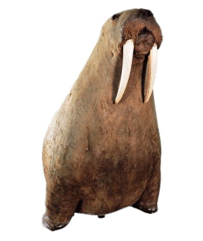 Walrus on His Front Paws
