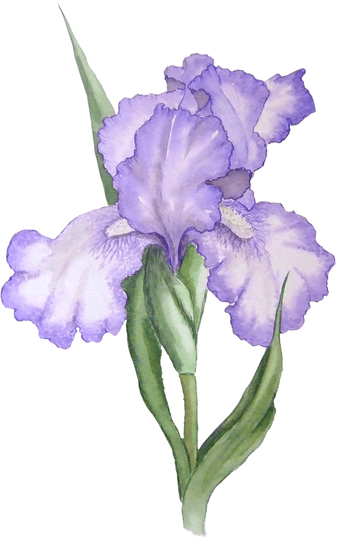 Iris Illustration