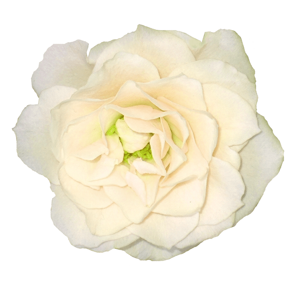 Large White Rose