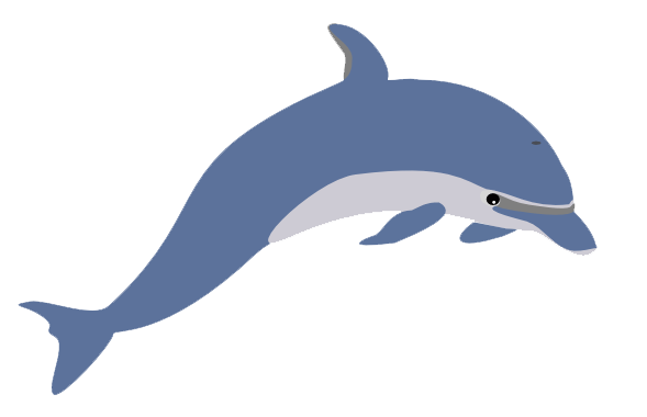 Dolphin Illustration