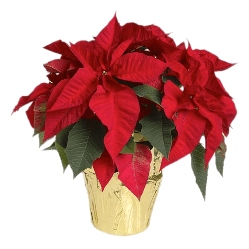 Poinsettias In Yellow Wrapped Pot