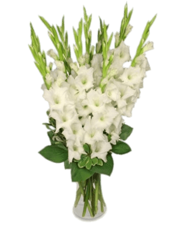 White Gladiolus In Vase