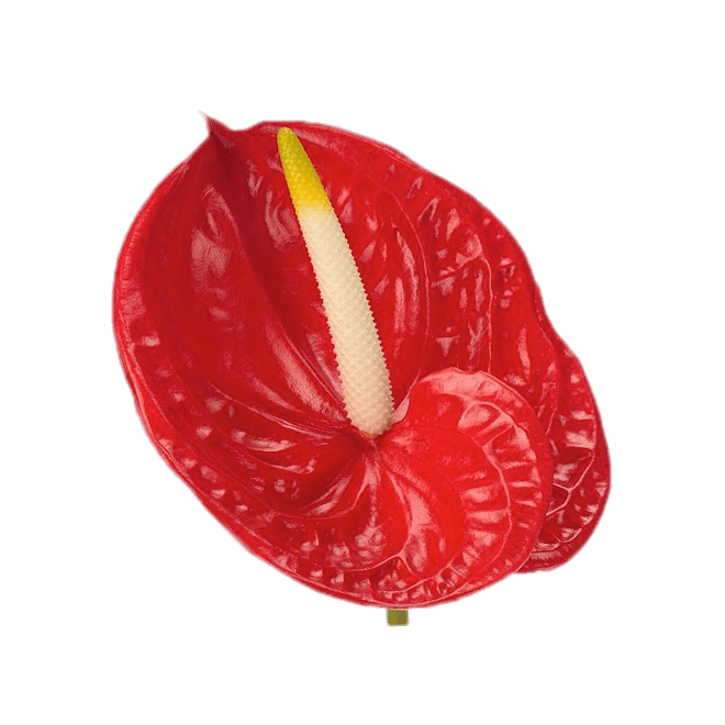 Red Anthurium