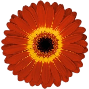 Orange Gerbera With Yellow Center