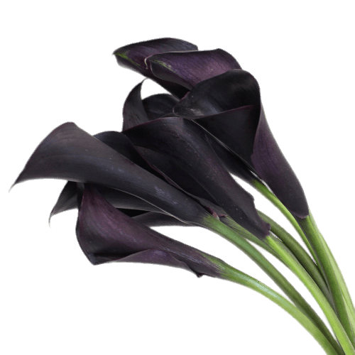 Deep Purple Calla Lilies