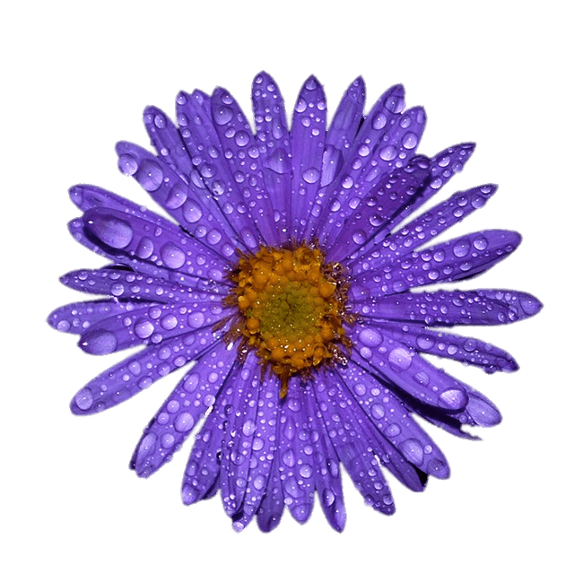 Purple Aster With Water Droplets on Leaves