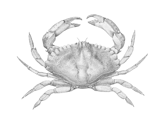 Red Crab Illustration