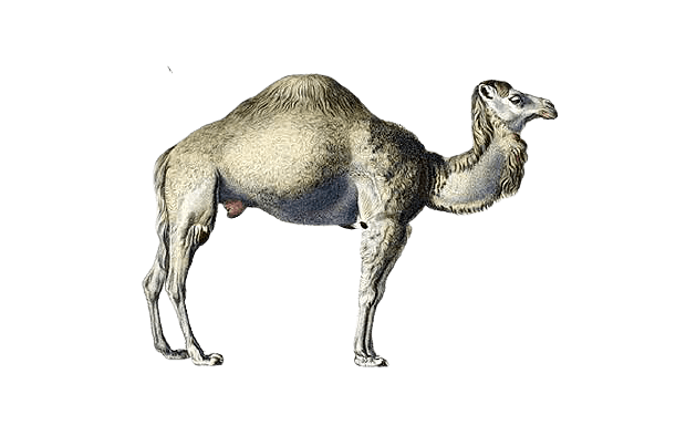 Dromedary Illustration