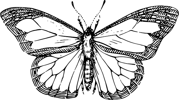 Vintage Black Butterfly Outline