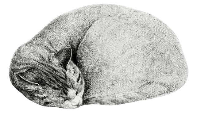 Sleeping Cat Vintage Drawing