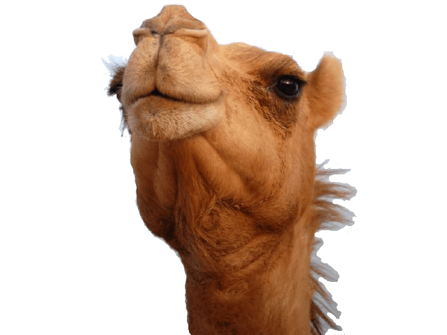 Camel Head