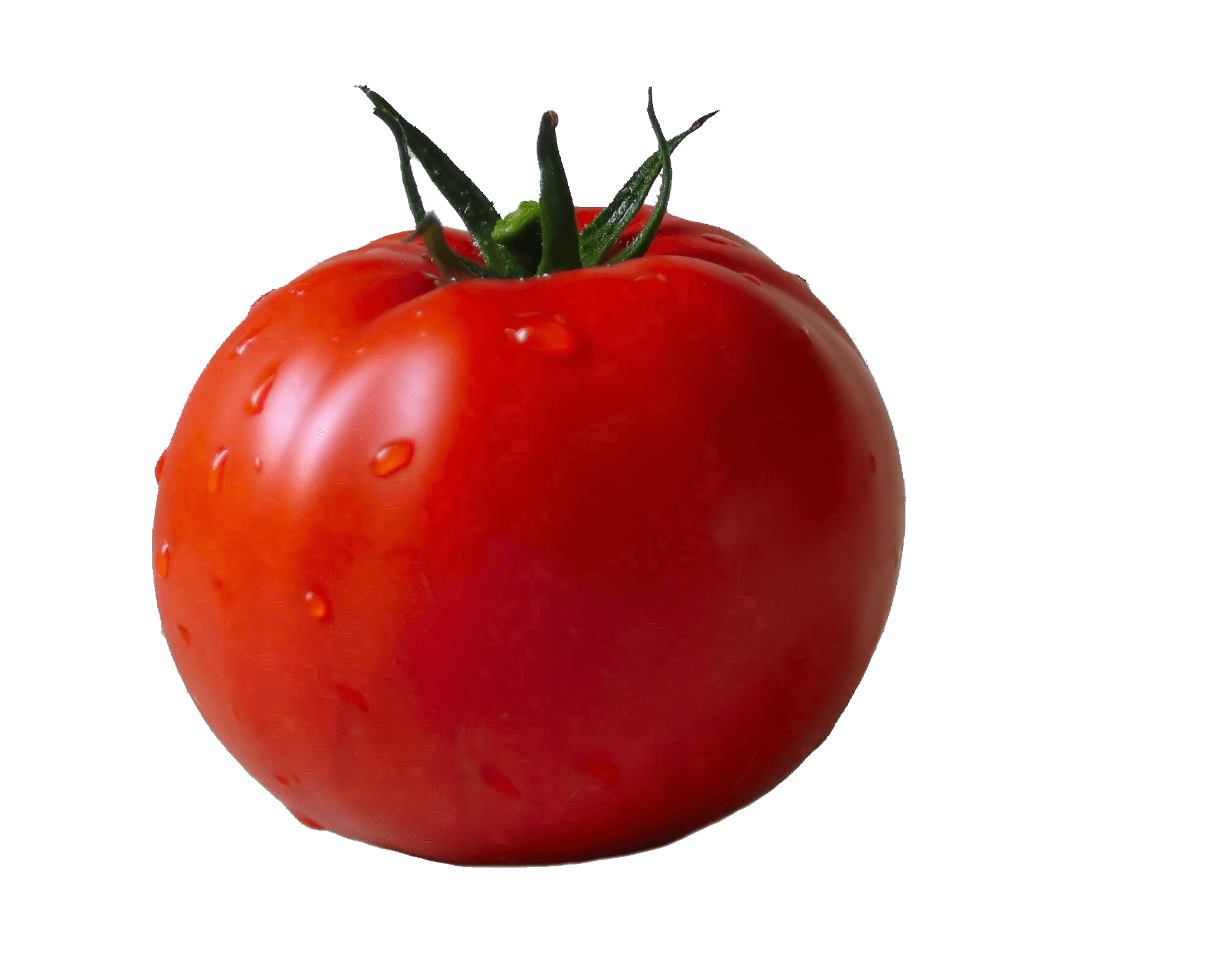 Tomato