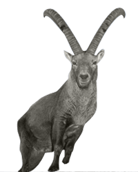 Alpine Ibex Springing