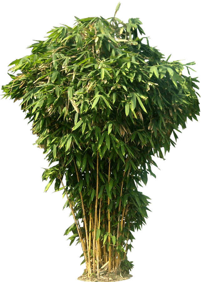 Bamboo Bush