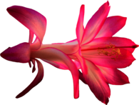 Exotic Pink Flower