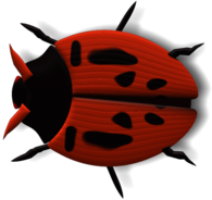 Ladybug Black and Red