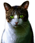 Cat Green Eyes
