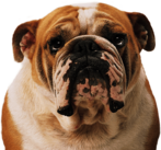 Bulldog Face