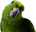 Green Parrot Side Looking