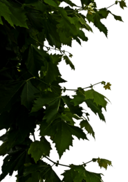 Leaves Side Decoration