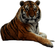 Tiger Looking