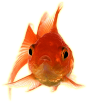 Gold Fish Front