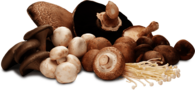 Mushrooms