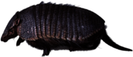 Armadillo Walking