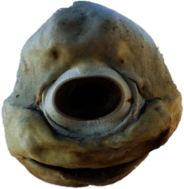 Cyclops Shark