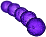 Streptococcus Bacteria