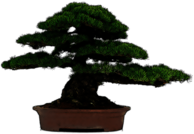 Bonsai Drawing