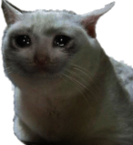 Crying Cat Meme