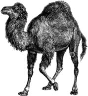 Perl Camel black and white