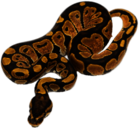 Ball Python